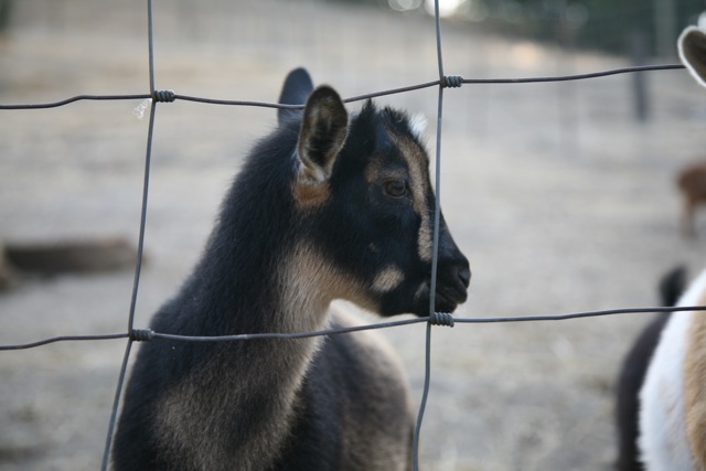 Goat Profile photo